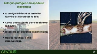 2
Plantas raquíticas e mal
desenvolvidas.
O patógeno infecta as sementes
fazendo-as apodrecer no solo;
Causa destruição de parte do sistema
radicular;
Lesões de cor castanho-avermelhado;
20
Relação patógeno-hospedeiro
(sintomas)
Fonte: Heitor Jaime, 2025.
Fonte: Gerald Holmes, 1996.
 