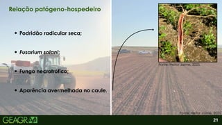 2
Aparência avermelhada no caule.
Podridão radicular seca;
Fusarium solani;
Fungo necrotrófico;
21
Relação patógeno-hospedeiro
Fonte: Heitor Jaime, 2025.
Fonte: Heitor Jaime, 2025.
 