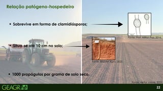 2
Situa-se até 10 cm no solo;
1000 propágulos por grama de solo seco.
Sobrevive em forma de clamidiósporos;
22
Relação patógeno-hospedeiro
Fonte: Prof. Milton Paz, 2016.
Fonte: Booster Agro, 2022.
Fonte: Heitor Jaime, 2025.
 
