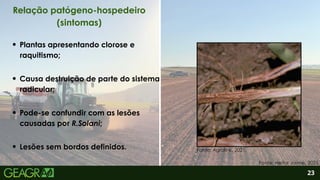 2
Lesões sem bordos definidos.
Plantas apresentando clorose e
raquitismo;
Causa destruição de parte do sistema
radicular;
Pode-se confundir com as lesões
causadas por R.Solani;
23
Relação patógeno-hospedeiro
(sintomas)
Fonte: Heitor Jaime, 2025.
Fonte: Agrolink, 2021.
 