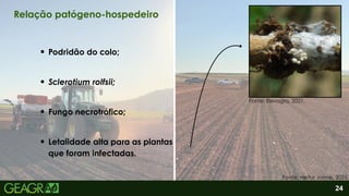 2
Letalidade alta para as plantas
que foram infectadas.
Podridão do colo;
Sclerotium rolfsii;
Fungo necrotrófico;
24
Relação patógeno-hospedeiro
Fonte: Heitor Jaime, 2025.
Fonte: Elevagro, 2021.
 