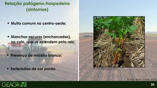 2
Escleródios de cor parda.
Muito comum no centro-oeste;
Manchas escuras (encharcadas),
no colo, que se estendem pela raíz;
Presença de micélio branco;
26
Relação patógeno-hospedeiro
(sintomas)
Fonte: Heitor Jaime, 2025.
Fonte: Elevagro, 2021.
 