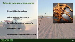 2
Dano severo no sistema radicular.
Nematóide das galhas;
Gênero Meloidogyne spp. ;
Parasitas do solo;
27
Relação patógeno-hospedeiro
Fonte: Heitor Jaime, 2025.
Fonte: Embrapa, 2024.
Espécies javanica e incognita;
 