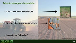 2
Sistema radicular mal desenvolvido;
Formação de “reboleiras”.
Solos com menor teor de argila;
28
Relação patógeno-hospedeiro
Fonte: Mais Agro, 2021.
Fonte: Mais Agro, 2022.
Fonte: Heitor Jaime, 2025.
 