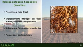 2
Plantas com porte reduzido.
Presente em todo Brasil;
Engrossamento (dilatação) das raízes
e redução de seu comprimento;
Baixa absorção de água e nutrientes;
29
Relação patógeno-hospedeiro
(sintomas)
Fonte: Heitor Jaime, 2025.
Fonte: Bio protection, 2024.
 