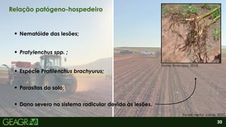 2
Dano severo no sistema radicular devido às lesões.
Nematóide das lesões;
Pratylenchus spp. ;
Parasitas do solo;
30
Relação patógeno-hospedeiro
Fonte: Heitor Jaime, 2025.
Fonte: Embrapa, 2018.
Espécie Pratilenchus brachyurus;
 