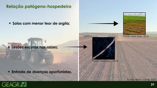 2
Lesões escuras nas raízes;
Entrada de doenças oportunistas.
Solos com menor teor de argila;
31
Relação patógeno-hospedeiro
Fonte: Mais Soja, 2019.
Fonte: Embrapa, 2018.
Fonte: Heitor Jaime, 2025.
 