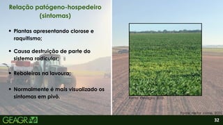 2
Normalmente é mais visualizado os
sintomas em pivô.
Plantas apresentando clorose e
raquitismo;
Causa destruição de parte do
sistema radicular;
Reboleiras na lavoura;
32
Relação patógeno-hospedeiro
(sintomas)
Fonte: Heitor Jaime, 2025.
Fonte: Elevagro, 2016.
 