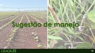 2
33
Sugestão de manejo
Sugestão de manejo
Fonte: Nilton Jaime, 2025.
 