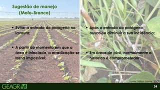 2
Evitar a entrada do patógeno na
lavoura;
A partir do momento em que a
área é infectada, a erradicação se
torna impossível;
34
Sugestão de manejo
(Mofo-Branco)
Fonte: Nilton Jaime, 2025.
Após a entrada do patógeno,
busca-se diminuir a sua incidência;
Em áreas de pivô, normalmente o
histórico é comprometedor.
 