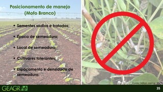2
Sementes sadias e tratadas;
Época de semeadura;
Local de semeadura;
35
Posicionamento de manejo
(Mofo Branco)
Fonte: Nilton Jaime, 2025.
Cultivares tolerantes;
Espaçamento e densidade de
semeadura.
 