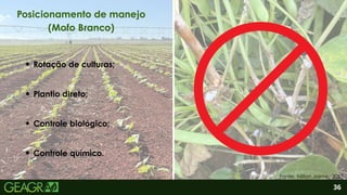 2
Rotação de culturas;
Plantio direto;
Controle biológico;
36
Posicionamento de manejo
(Mofo Branco)
Fonte: Nilton Jaime, 2025.
Controle químico.
 