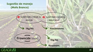 2
Fluazinam;
39
Sugestão de manejo
(Mofo Branco)
Procimidona;
Fonte: Nilton Jaime, 2025.
1Kg/ha;
1Kg/ha.
 