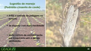 2
Evitar a entrada do patógeno na
lavoura;
40
Sugestão de manejo
(Podridão cinzenta do caule)
Fonte: Nilton Jaime e Heitor Jaime, 2025.
Se dispersa com maior facilidade;
Muito comum de contaminação
por maquinário sem a devida
sanitização.
 