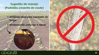 2
Enraizamento profundo e rápido.
Umidade ideal para supressão do
fungo;
41
Sugestão de manejo
(Podridão cinzenta do caule)
Fonte: Nilton Jaime e Heitor Jaime, 2025.
 