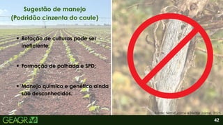 2
Formação de palhada e SPD;
Rotação de culturas pode ser
ineficiente;
42
Sugestão de manejo
(Podridão cinzenta do caule)
Fonte: Nilton Jaime e Heitor Jaime, 2025.
Manejo químico e genético ainda
são desconhecidos.
 
