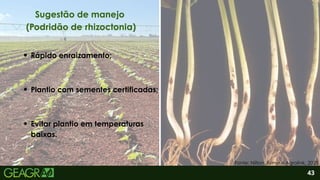 2
Rápido enraizamento;
43
Fonte: Nilton Jaime e Agrolink, 2025.
Plantio com sementes certificadas;
Evitar plantio em temperaturas
baixas.
Sugestão de manejo
(Podridão de rhizoctonia)
 