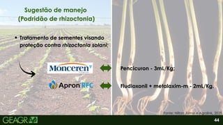 2
Fludioxonil + metalaxim-m - 2mL/Kg.
Pencicuron - 3mL/Kg;
Tratamento de sementes visando
proteção contra rhizoctonia solani;
44
Fonte: Nilton Jaime e Agrolink, 2025.
Sugestão de manejo
(Podridão de rhizoctonia)
 