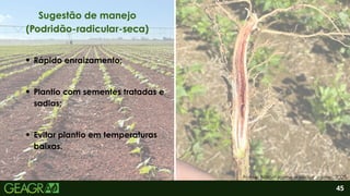 2
Rápido enraizamento;
45
Sugestão de manejo
(Podridão-radicular-seca)
Fonte: Nilton Jaime e Heitor Jaime, 2025.
Plantio com sementes tratadas e
sadias;
Evitar plantio em temperaturas
baixas.
 