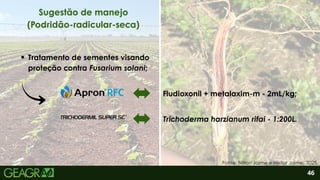 2
46
Sugestão de manejo
(Podridão-radicular-seca)
Fonte: Nilton Jaime e Heitor Jaime, 2025.
Tratamento de sementes visando
proteção contra Fusarium solani;
Trichoderma harzianum rifai - 1:200L.
Fludioxonil + metalaxim-m - 2mL/kg;
 