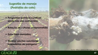 2
47
Sugestão de manejo
(Podridão do colo)
Fonte: Nilton Jaime e Elevagro, 2025.
Rotação de culturas comprometida;
Solos bem drenados;
Eliminar plantas voluntárias
hospedeiras do patógeno.
Fungicidas químicos curativos
ainda não são conhecidos;
 