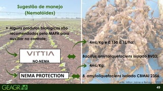 2
Alguns produtos biológicos são
recomendados pelo MAPA para
auxiliar no controle;
49
Sugestão de manejo
(Nematóides)
Fonte: Nilton Jaime e Rehagro, 2025.
Bacillus amyloliquefaciens isolado BV03;
B. amyloliquefaciens isolado CBMAI 2356.
4mL/Kg e 0,150 à 1L/ha;
4mL/Kg;
 