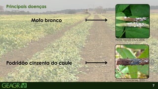 2
Mofo branco
Podridão cinzenta do caule
7
Principais doenças
Fonte: Revista C&N, 2025.
Fonte: Cropsciense, 2025.
 