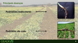 2
Podridões radiculares
Podridão do colo
8
Principais doenças
Fonte: Howard F. Shwartz, 2017.
Fonte: Elevagro, 2021.
 