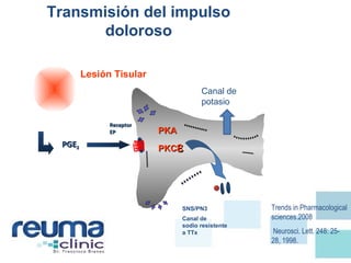 ReceptorReceptor
EPEP PKAPKA
PKCPKCεε
Gran excitabilidad
de membranas
neuronales
PGEPGE22
SNS/PN3
Canal de
sodio resistente
a TTx
Se reducen las
neuronas del umbral
de disparo
Lesión Tisular
COX Expresado
P
Transmisión del impulso
doloroso
Canal de
potasio
Trends in Pharmacological
sciences.2008
Neurosci. Lett. 248: 25-
28, 1998.
 
