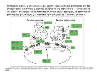 Principales dianas y mecanismos de acción supuestamente principales de los
antiepilépticos de primera y segunda generación. (+) activación o (–) inhibición en
las dianas localizadas en la terminación presináptica gabérgica, la terminación
presináptica glutamérgica y la membrana postsináptica de la neurona piramidal.
Armijo JA, Shushtarian M,Valdizan EM, Cuadrado A, De las Cuevas I, Adín J. Ion channels and epilepsy. Curr Pharm Des 2005; 11: 1975-
2003.
 