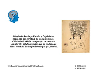 cristiancarpioacademia@hotmail.com 9 8881 3695
9 9304 8561
Dibujo de Santiago Ramón y Cajal de las
neuronas del cerebelo de una paloma (A)
Célula de Purkinje, un ejemplo de neurona
bipolar (B) célula granular que es multipolar
1899: Instituto Santiago Ramón y Cajal, Madrid.
 