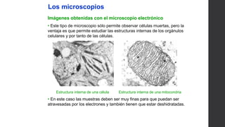 UNIDAD
1
• Este tipo de microscopio sólo permite observar células muertas, pero la
ventaja es que permite estudiar las estructuras internas de los orgánulos
celulares y por tanto de las células.
• En este caso las muestras deben ser muy finas para que puedan ser
atravesadas por los electrones y también tienen que estar deshidratadas.
Estructura interna de una mitocondria
Estructura interna de una célula
Los microscopios
Imágenes obtenidas con el microscopio electrónico
 