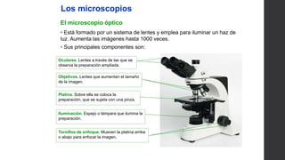 UNIDAD
1
Los microscopios
El microscopio óptico
• Está formado por un sistema de lentes y emplea para iluminar un haz de
luz. Aumenta las imágenes hasta 1000 veces.
• Sus principales componentes son:
Oculares. Lentes a través de las que se
observa la preparación ampliada.
Objetivos. Lentes que aumentan el tamaño
de la imagen.
Platina. Sobre ella se coloca la
preparación, que se sujeta con una pinza.
Tornillos de enfoque. Mueven la platina arriba
o abajo para enfocar la imagen.
Iluminación. Espejo o lámpara que ilumina la
preparación.
 