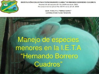 Manejo  de especies menores de la institucion