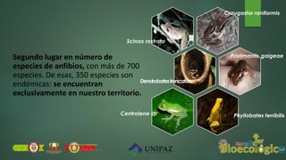 Segundo lugar en número de
especies de anfibios, con más de 700
especies. De esas, 350 especies son
endémicas: se encuentran
exclusivamente en nuestro territorio.
Scinax rostrata
Dendrobatestruncatus
Centrolene sp
Craugastor raniformis
Pristimantis gaigeae
Phyllobates terribilis
 
