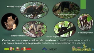 Cuarto país con mayor cantidad de mamíferos, con 456 especies reportadas,
y el quinto en número de primates entre los que se clasifican 30 especies.
Alouatta seniculus
Tamandua mexicana
Sciurus vulgaris
Puma yagouaroundi
Cebus capucinus
 