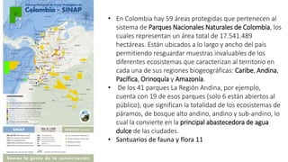 • En Colombia hay 59 áreas protegidas que pertenecen al
sistema de Parques Nacionales Naturales de Colombia, los
cuales representan un área total de 17.541.489
hectáreas. Están ubicados a lo largo y ancho del país
permitiendo resguardar muestras invaluables de los
diferentes ecosistemas que caracterizan al territorio en
cada una de sus regiones biogeográficas: Caribe, Andina,
Pacífica, Orinoquía y Amazonía.
• De los 41 parques La Región Andina, por ejemplo,
cuenta con 19 de esos parques (solo 6 están abiertos al
público), que significan la totalidad de los ecosistemas de
páramos, de bosque alto andino, andino y sub-andino, lo
cual la convierte en la principal abastecedora de agua
dulce de las ciudades.
• Santuarios de fauna y flora 11
 