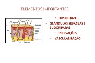 ELEMENTOS IMPORTANTES
• HIPODERME
• GLÂNDULAS SEBÁCEAS E
SUDORÍPARAS
• INERVAÇÕES
• VASCULARIZAÇÃO
 