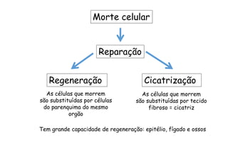 Morte celular
Reparação
Regeneração Cicatrização
As células que morrem
são substituídas por células
do parenquima do mesmo
orgão
As células que morrem
são substituídas por tecido
fibroso = cicatriz
Tem grande capacidade de regeneração: epitélio, fígado e ossos
 