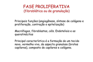 Principais funções (angiogênese, síntese de colágeno e
proliferação, contração e epitelização)
Macrófagos, fibroblastos, céls. Endoteliais e os
queratinócitos
Principal característica é a formação de um tecido
novo, vermelho vivo, de aspecto granuloso (brotos
capilares), composto de capilares e colágeno.
FASE PROLIFERATIVA
(fibroblática ou de granulação)
 