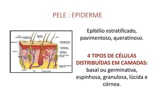 PELE : EPIDERME
Epitélio estratificado,
pavimentoso, queratinoso.
4 TIPOS DE CÉLULAS
DISTRIBUÍDAS EM CAMADAS:
basal ou germinativa,
espinhosa, granulosa, lúcida e
córnea.
 