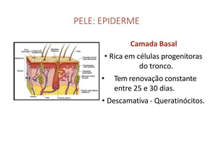 PELE: EPIDERME
Camada Basal
• Rica em células progenitoras
do tronco.
• Tem renovação constante
entre 25 e 30 dias.
• Descamativa - Queratinócitos.
 