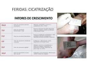 FATORES DE CRESCIMENTO
FERIDAS: CICATRIZAÇÃO
 