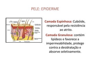 PELE: EPIDERME
Camada Espinhosa: Cubóide,
responsável pela resistência
ao atrito.
Camada Granulosa: contém
lipídeos e favorece a
impermeabilidade, protege
contra a desidratação e
absorve seletivamente.
 