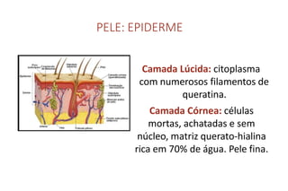 PELE: EPIDERME
Camada Lúcida: citoplasma
com numerosos filamentos de
queratina.
Camada Córnea: células
mortas, achatadas e sem
núcleo, matriz querato-hialina
rica em 70% de água. Pele fina.
 