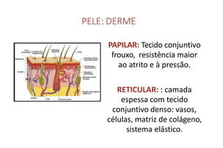 PELE: DERME
PAPILAR: Tecido conjuntivo
frouxo, resistência maior
ao atrito e à pressão.
RETICULAR: : camada
espessa com tecido
conjuntivo denso: vasos,
células, matriz de colágeno,
sistema elástico.
 