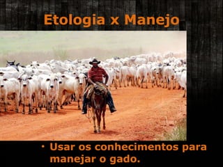 Etologia x Manejo Usar os conhecimentos para manejar o gado. 