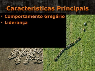 Características Principais Comportamento Gregário Liderança 