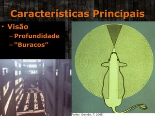 Características Principais Visão Profundidade “ Buracos” 