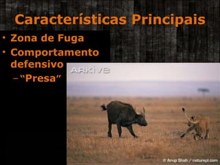 Características Principais Zona de Fuga Comportamento defensivo “ Presa ” 